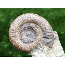 Dactylioceras sp.
